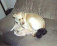 Nizhoni and Willy -- slumbering like cat and dog