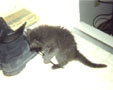 Willy teaching a boot string who's boss -- October 30, 1999
